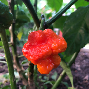 MA Wartryx - Seeds - The Pepper Pantry (Formerly Marie Sharp's)